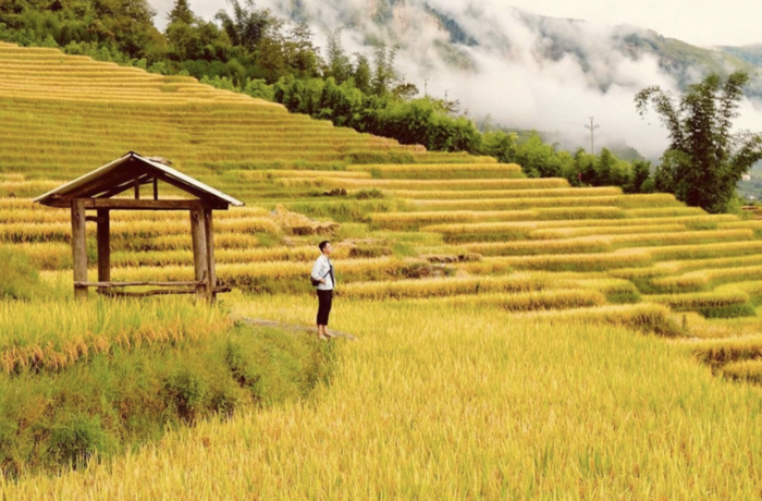Bỏ túi 4 địa điểm ngắm lúa chín tuyệt đẹp tại Thanh Hoá